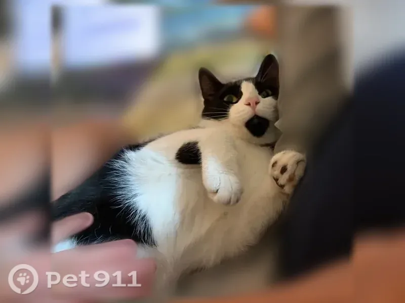 Lost cat, Clarkson Avenue, 121, Brooklyn - tuxedo, very friendly - photo