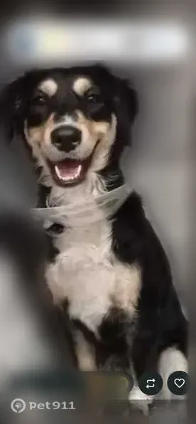 Lost dog, 20th Street North, 3165, Arlington - female, black and white mix - photo