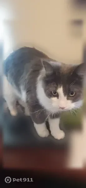 Lost cat, Clintonville Road, 28, North Haven - long-haired gray and white male cat - photo
