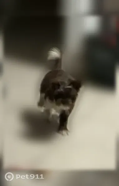 Lost dog, Seventh Street, 7201, Canutillo - scared brown small dog - photo