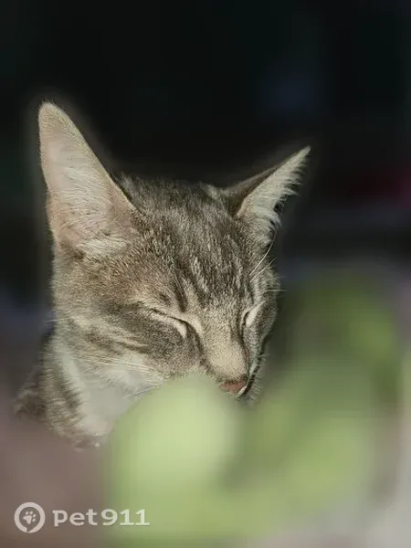 Lost cat, South 312th Street, 2410, Federal Way - grey and white, yellow eyes - photo