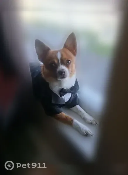 Missing dog Male, Granite City (usl545549) - photo