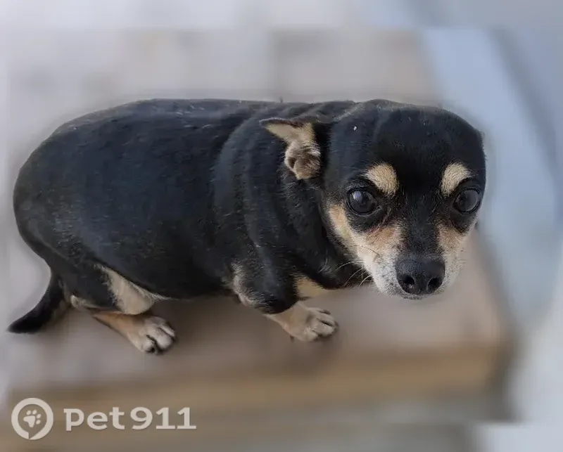Missing dog Female, Ottawa (usl545551) - photo