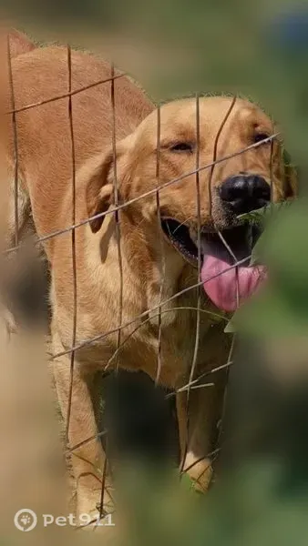 Missing dog Male, Gainesboro (usl545554) - photo