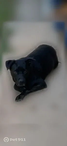 Missing dog Male, Gautier (usl545556) - photo