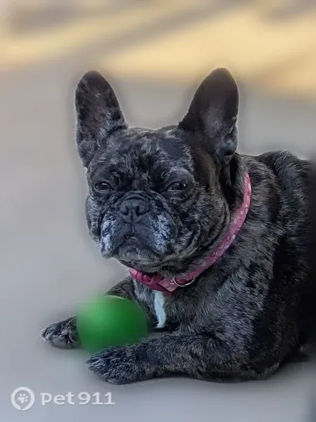 Missing dog Female, Beaverton (usl545558) - photo