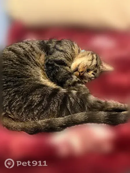 Lost cat, South 15th Street, Philadelphia — male tabby with white collar - photo