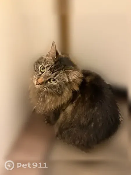 Lost cat, Cold Stream Court, 4842, Columbus, Anderson — female brown-and-black Maine Coon/tabby mix - photo