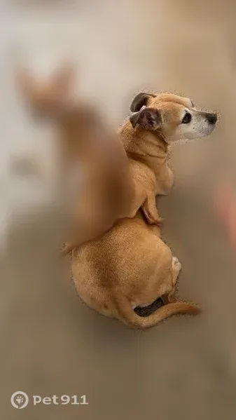 Lost female dog, OR-18 & OR-22, Hillsboro — fawn deer chihuahua - photo