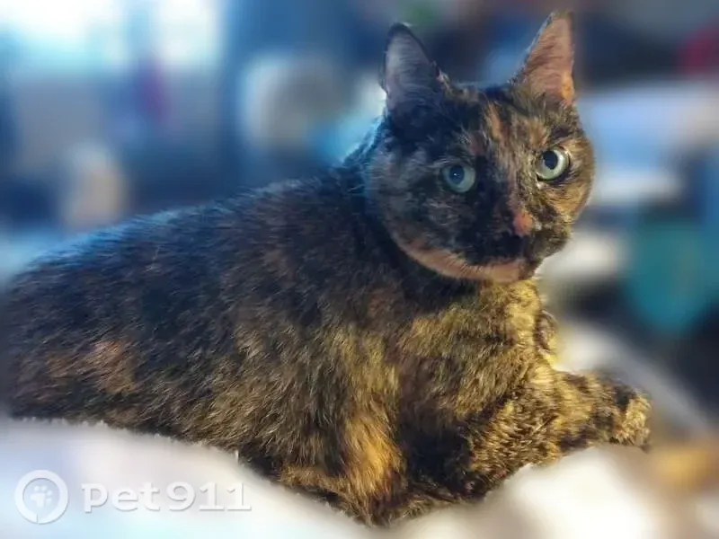 Lost female cat, Wellesley Avenue, 20, Pawtucket — tortie and very skittish - photo