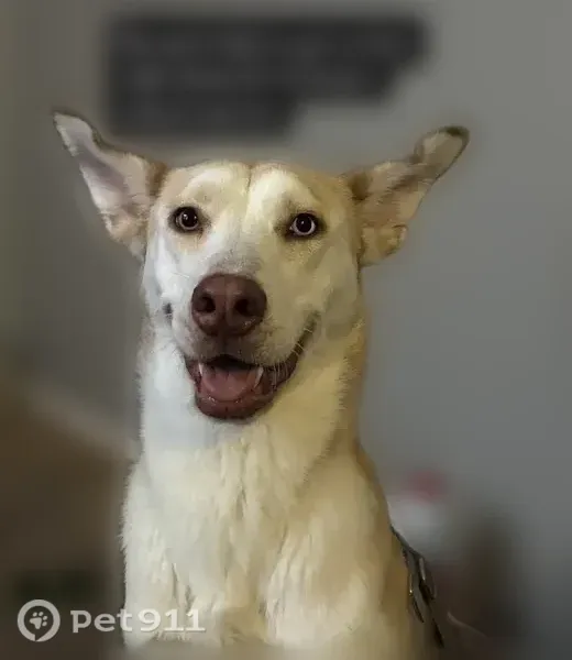 Lost dog, female, McCombs Street, 9960, El Paso — large ears - photo