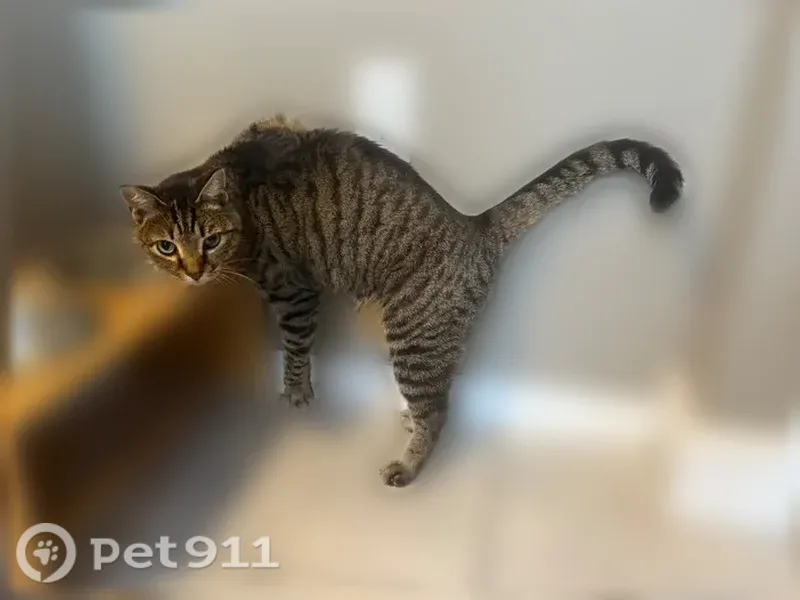 Lost Cat, Hanover, Minnesota, Arlington — male grey tabby with green eyes - photo