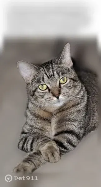 Lost cat, Milton Carlisle Road, Bethel Township, New Carlisle — male, timid tabby - photo