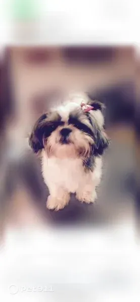 Lost Dog, County Road 564, 267, Rogersville — female black and white Shih Tzu - photo