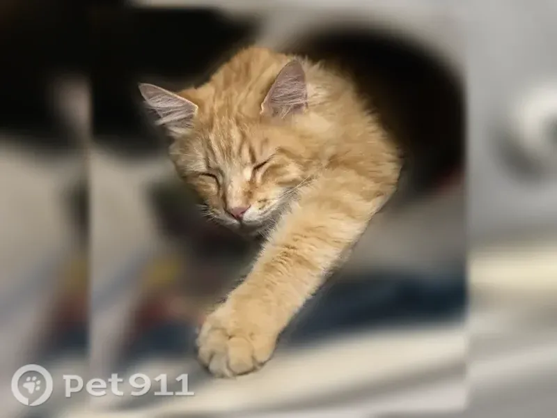 Lost cat, Hillrock Drive, 8504, Round Rock — male with long orange and blonde fur - photo