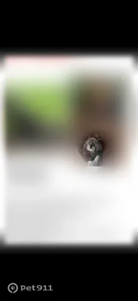 Lost dog, Miami, Florida, Tampa — 15-year-old female, 11 lb - photo