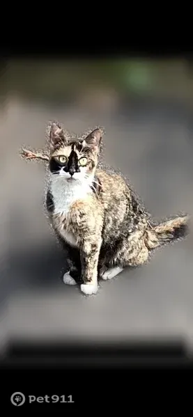 Found cat, Willow Avenue, 125, Huntington — female calico kitten - photo
