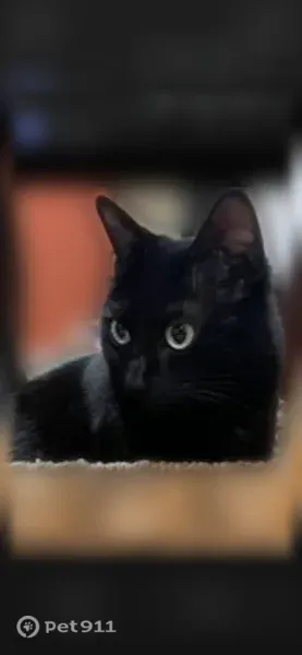 Lost cat, female, Shoreline, Washington, Arlington — small and black with a white chest tuft - photo