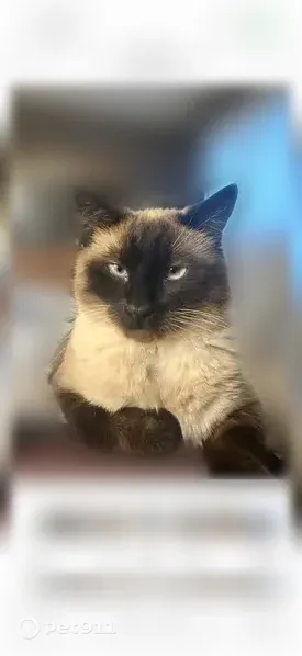 Lost cat, male, East Glenwood Drive, 208, Brandon — blue eyes and dark paws - photo
