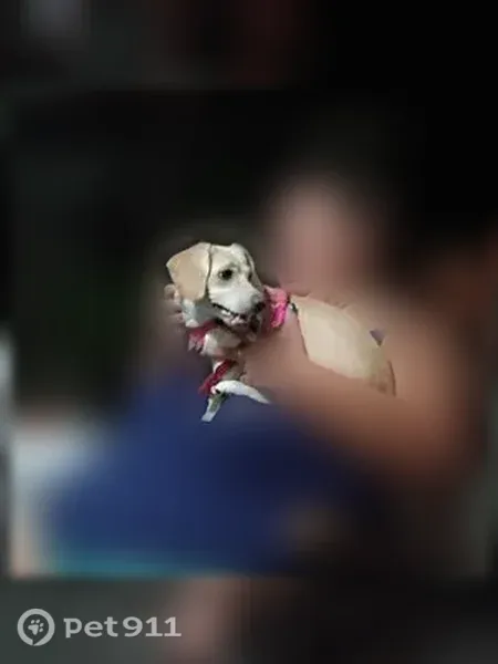 Found female dog with a broken paw, South 7th Street, 686, Richmond - photo