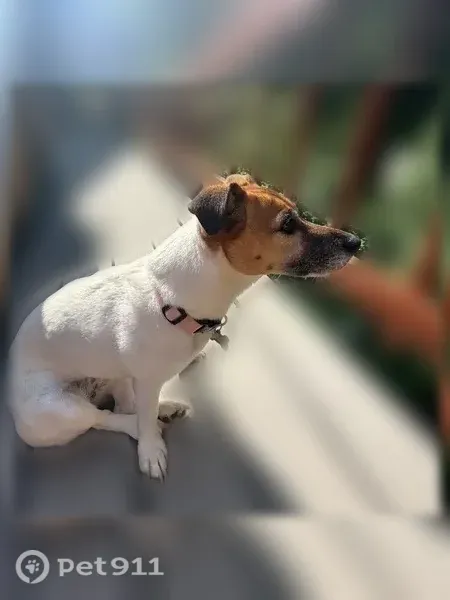 Lost dog, Sagamore Forest Lane, Maryland, Reisterstown — white and tan Jack Russell Terrier - photo