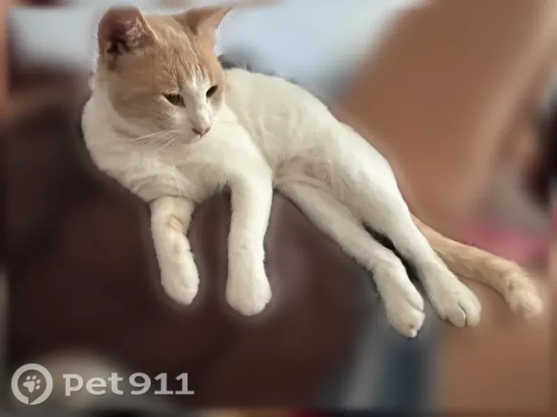 Lost cat, South Sycamore Street, 701, Santa Ana — male, orange and white - photo