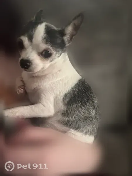 Lost dog, female, Blowing Springs Road, 136, Hartselle — sweet but skittish - photo