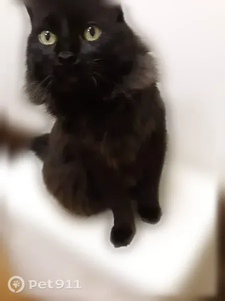Lost cat, Sherman Street, 83, Portland — male, all black - photo