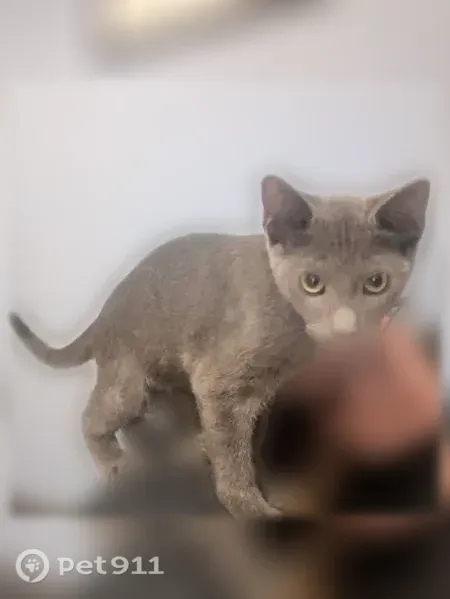 Lost cat, Metropolitan Avenue, 90-30, Yonkers — male gray kitten - photo