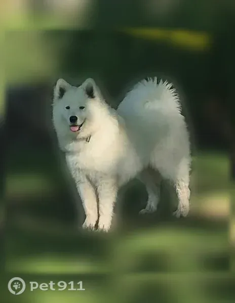 Lost female dog, Nashville, Michigan, Detroit — missing with her brother Koda - photo