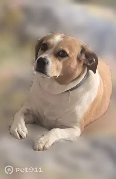 Lost dog, female, Mount Harmony Church Road, Matthews, Charlotte — tan coat and bobtail - photo