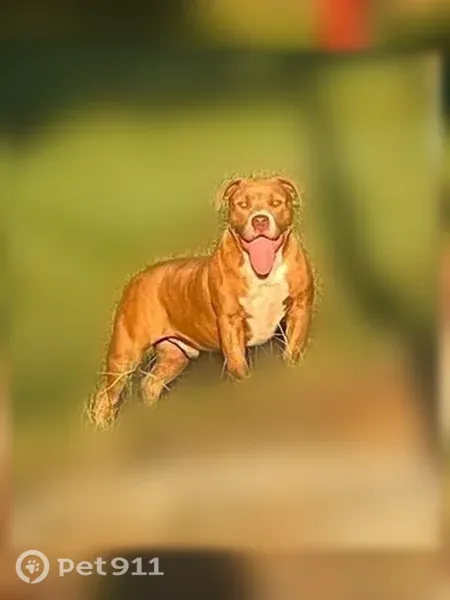 Lost dog, Deer Head Cove Road, 319, Rising Fawn, Trenton — male dog spotted near the interstate - photo
