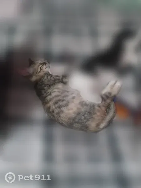 Lost cat, Heritage Pvt Drive, 118, Trinity — female dilute torbie - photo