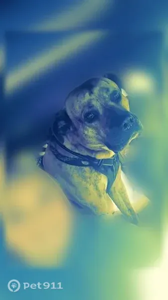 Lost dog, Laurel Heights Drive, North Carolina, Burnsville — friendly male with black tiger stripes - photo