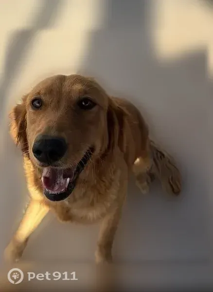 Lost Dog, North Kenazo Avenue, 131, El Paso — female with red-golden fur - photo
