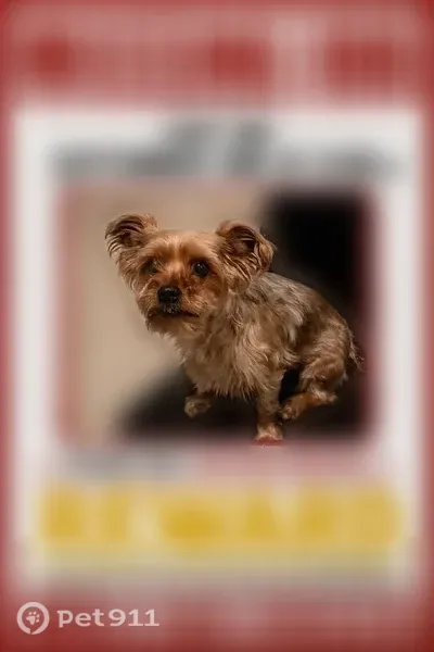 Lost female dog, Palmdale Street, 3054, Las Vegas — small, tan-blonde, about 15 pounds - photo