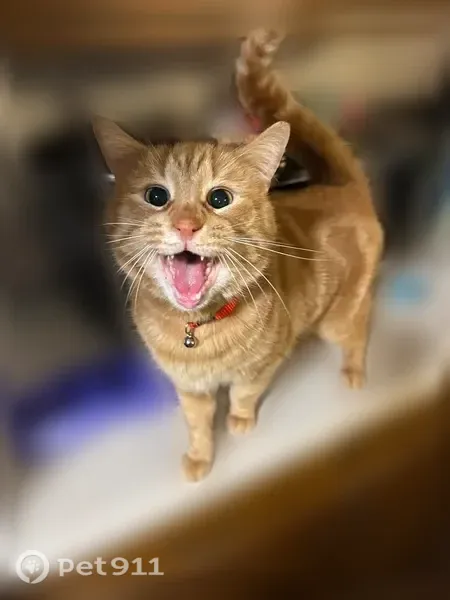 Lost cat, Pine Village, Indiana, Burbank — 8-year-old orange male - photo