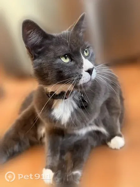 Lost male cat, 9th Avenue South, 22002, Des Moines — very friendly and fluffy - photo