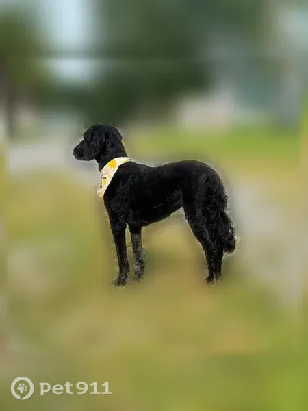 Lost dog, Legends Highway, 4654, Glen Jean, Leesburg — female with short hair - photo