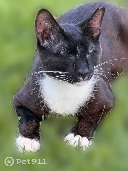 Lost cat, Longmont — blind male with both eyes surgically removed - photo