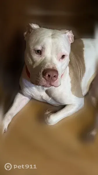 Lost Dog, Cornell Avenue, 2087, Melrose Park — male - photo