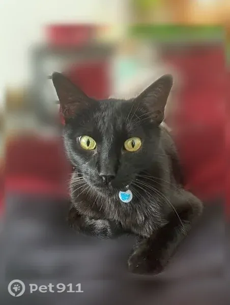 Lost cat, East Redwood Lane, 1454, Springfield — female with a long tail - photo