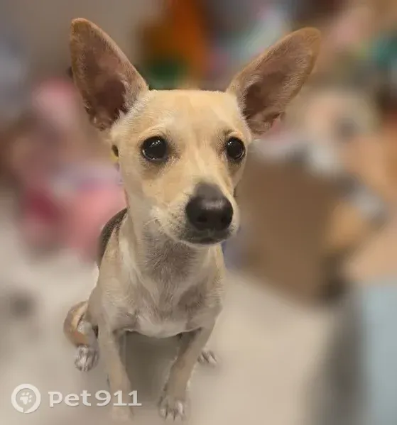 Lost dog, Emerald Drive, Waxahachie — male Chihuahua with black markings - photo