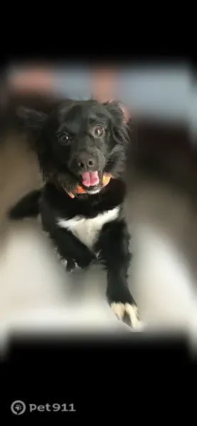 Lost dog, Warren Road, 187, Brandon, Arlington — male with black coat and white chest - photo