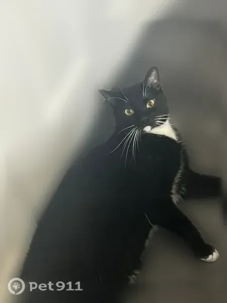 Lost cat, Horizon Trace, Loganville — female with yellow-green eyes - photo