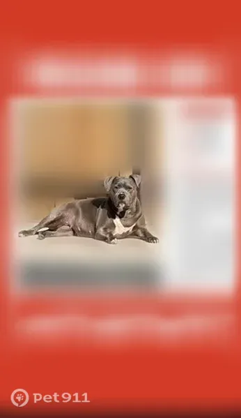 Lost female dog, East Polo Road, Grand Prairie, Fort Worth — gray pit bull with a collar - photo