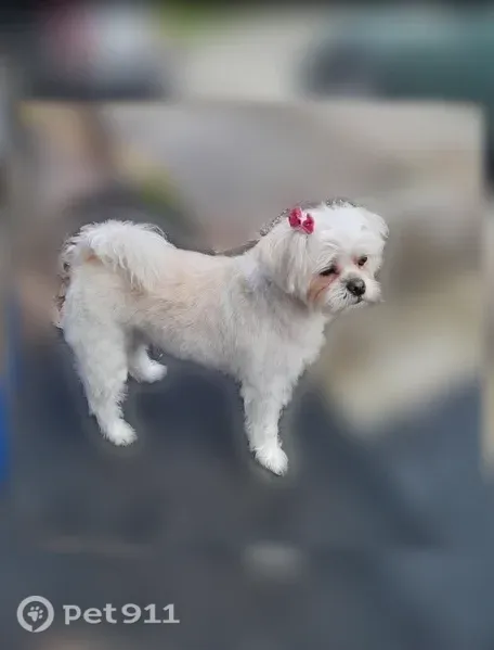 Lost Dog, South Tecumseh Road, 4400, Springfield — 8-year-old white Highland Terrier - photo