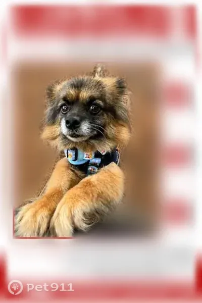 Lost male dog, Heritage Farm Road, 1706, Taylorsville — may try to hide - photo