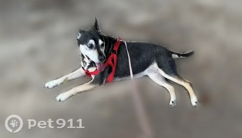 Lost female dog, Hustleville Road, 6660, Guntersville, Guntersville — shy and unfamiliar with the outdoors - photo