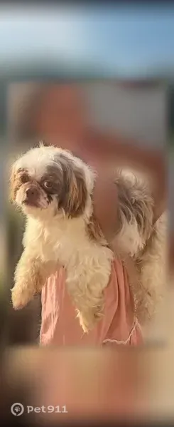 Lost male dog, South Main Street, 1504, Farmville, Farmville — white with a little brown - photo